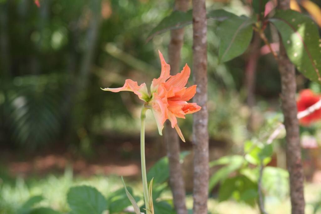 Lush Garden House Near Beaches With Private Pool. Puerto Escondido (Oaxaca) Exterior foto